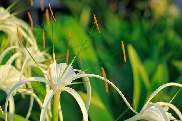 Crinum asiaticum w ogrodzie.