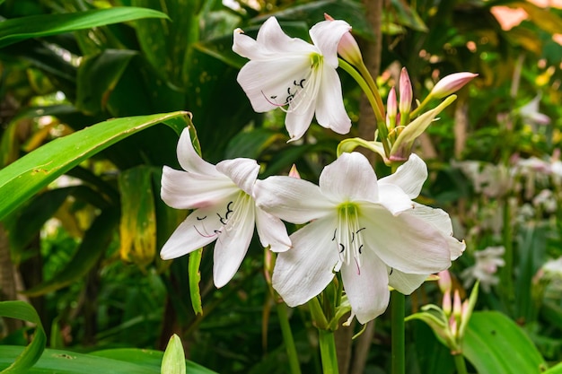 Crinum moorei kwiaty