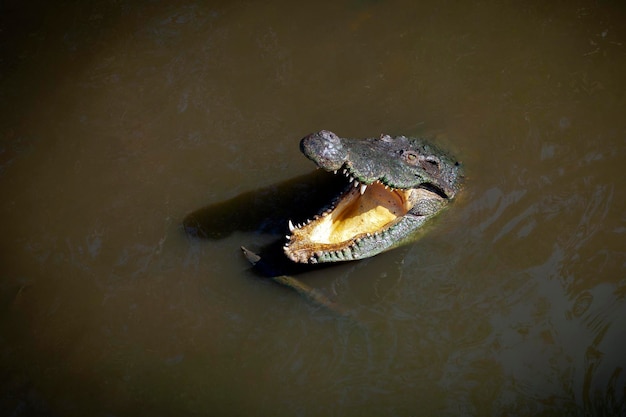 Crocodilia to rząd głównie dużych drapieżnych gadów ziemnowodnych znanych jako krokodyle