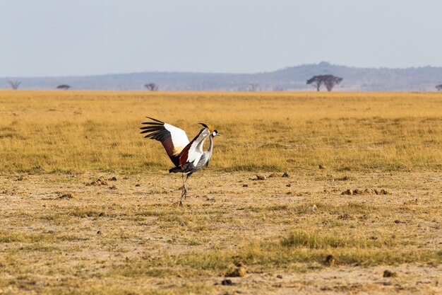 Crone żuraw Taniec Na Sawannie Amboseli Kenia