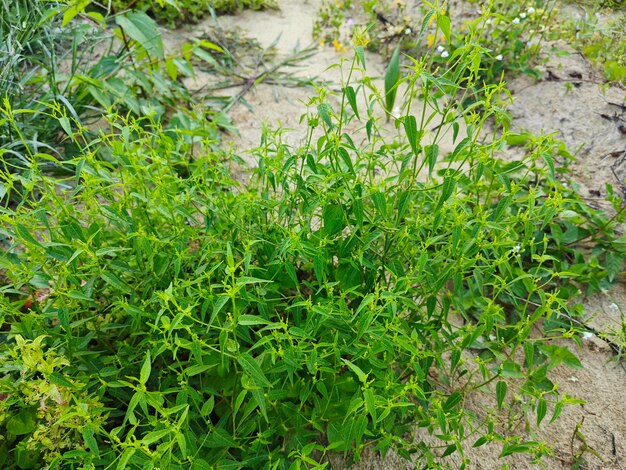 Croton bonplandianus zielona roślina z drobnymi kwiatami