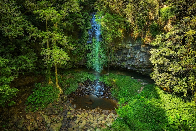 Crystal Falls w lesie deszczowym Parku Narodowego Dorrigo