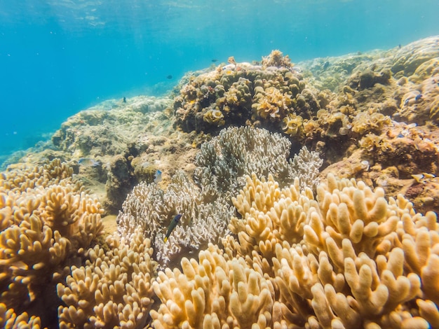 Cudowny i piękny podwodny świat z koralowcami i tropikalnymi rybami