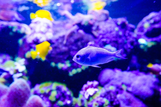 Cudowny i piękny podwodny świat z koralowcami i tropikalnymi rybami