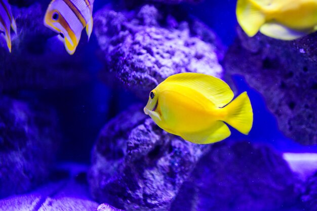 Zdjęcie cudowny i piękny podwodny świat z koralowcami i tropikalnymi rybami