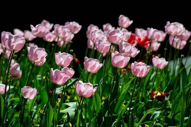 Cudowny kwiat tulipana