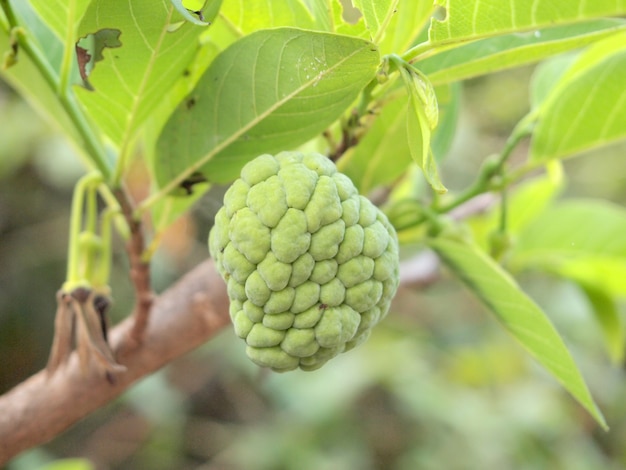 Cukier Jabłkowy (jabłko Custard, Annona, Sweetsop)