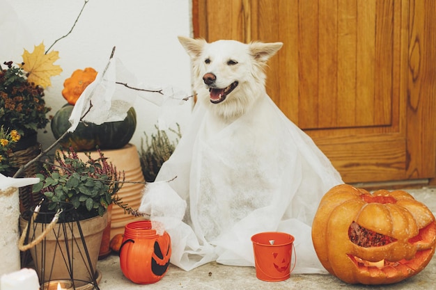 Cukierek albo psikus Upiorny duch psa przed domem z dyniową pajęczyną i świecami Śliczny biały szczeniak przebrany za ducha na halloweenowym wystroju na ganku Wesołego Halloween