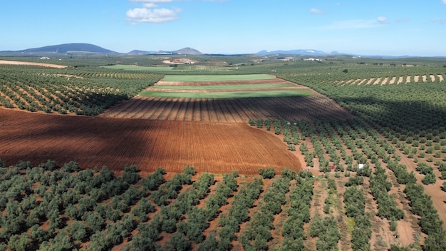 Cultivo de olivos en el campo