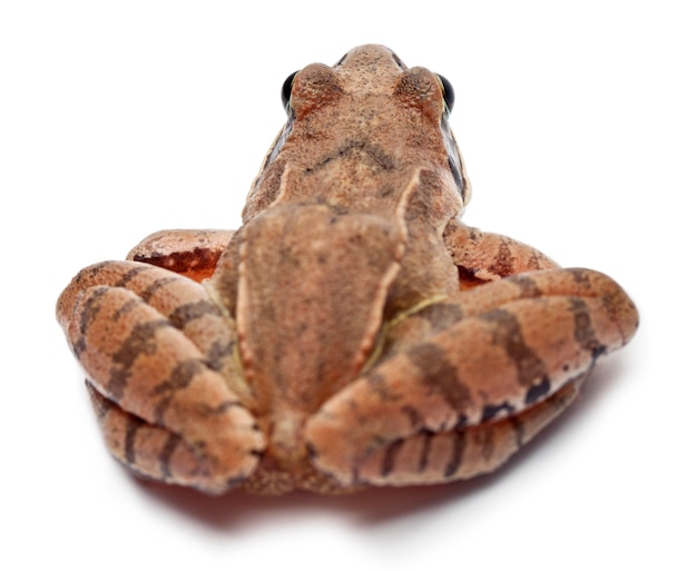 Cumująca żaba - Rana arvalis, odizolowywająca na bielu