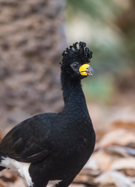 Curassow z gołą twarzą w środowisku dżungli Pantanal Brazil