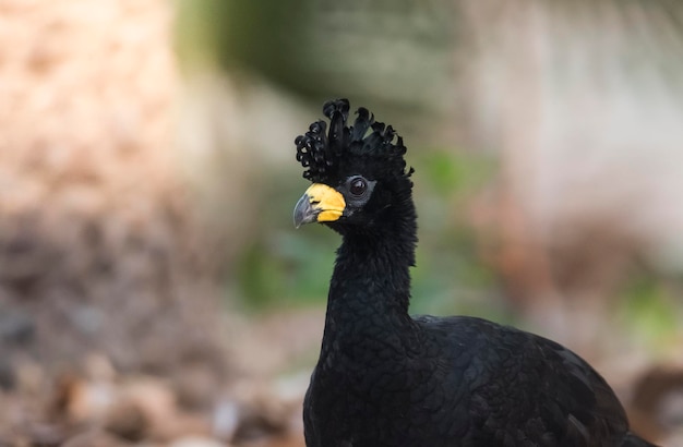 Curassow z gołą twarzą w środowisku dżungli Pantanal Brazil