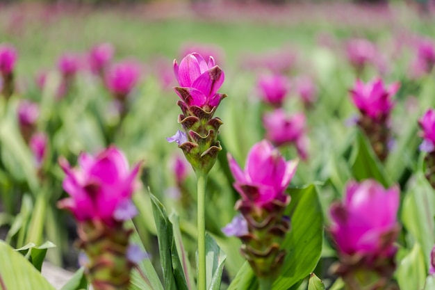 Curcuma Zanthorrhiza