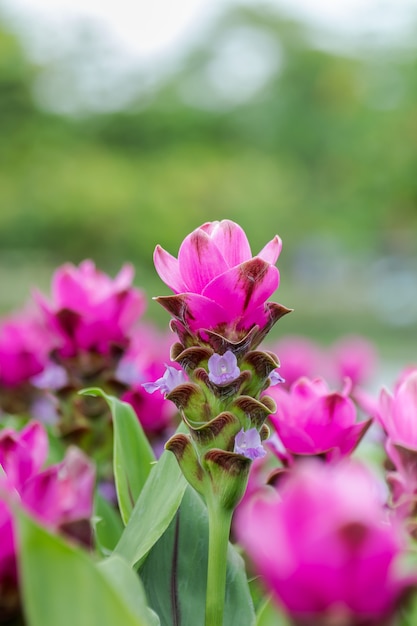 Curcuma Zanthorrhiza