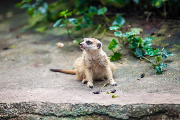 Curios meerkat suricate siedzi na kamieniu