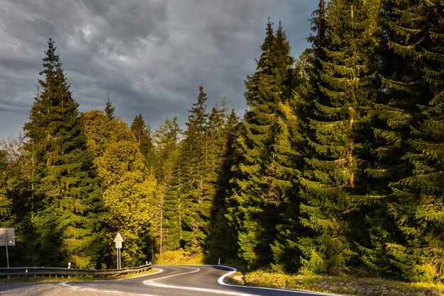 Curvy Road Trough Pine Forest Na Jesiennej Podróży I Koncepcji Przygody