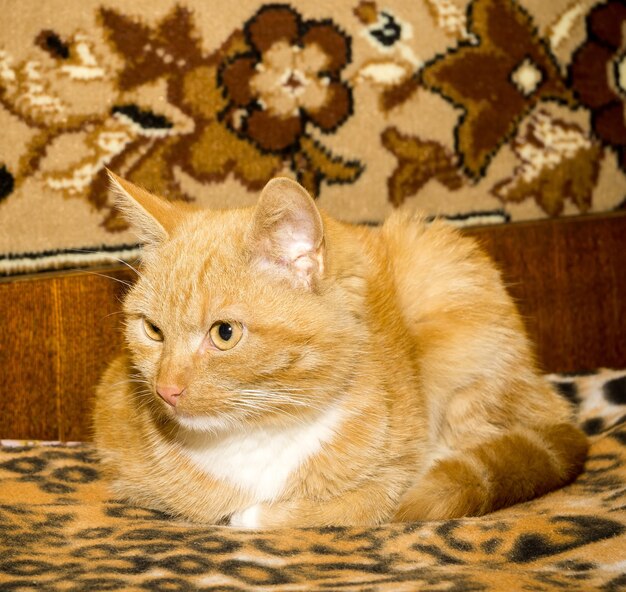 Cute Ginger Cat