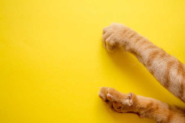 Cute Ginger tabby kotów stóp na żółtym tle