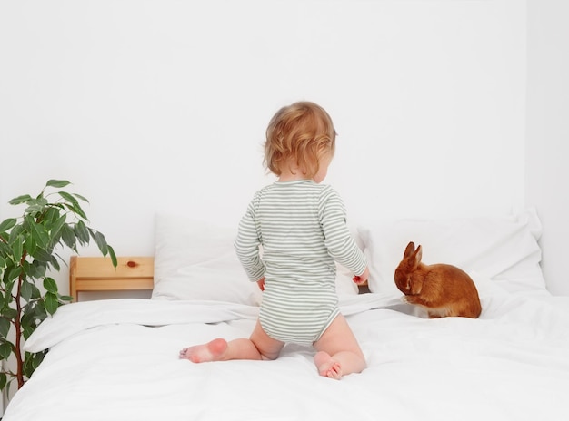 Cute little baby girlmaluch siedzi na białym kocu bedobservingpatrząc na jej petrabbitDziecko bawi się z króliczkiem w domu w białym nowoczesnym wnętrzuDziecko i zwierzę