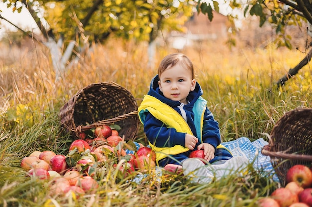 Cute little boy jedzenia czerwonych jab?ek w jesiennym ogrodzie Ch?opiec zbieranie jab?ek w sadzie