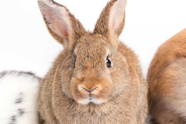 Cute little królik br?zowy jest na bia?ym tle Koncepcja ma?ych ssaków Wielkanoc