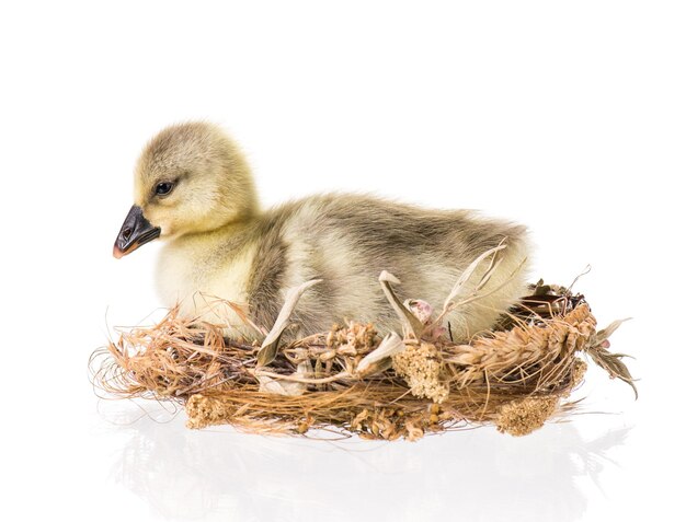 Cute little nowonarodzone pisklę gęsie fluffy w gnieździe Jedna młoda gęś samodzielnie na białym tle