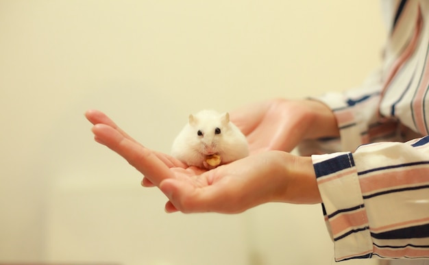 Cute Winter White Dwarf Hamster jedzenie orzecha na rękach właściciela