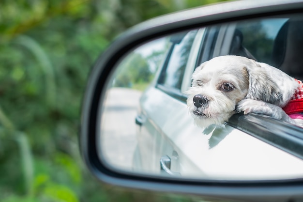 Cutely biały krótkie włosy Shih tzu pies w lustrze samochodu, patrząc z okna