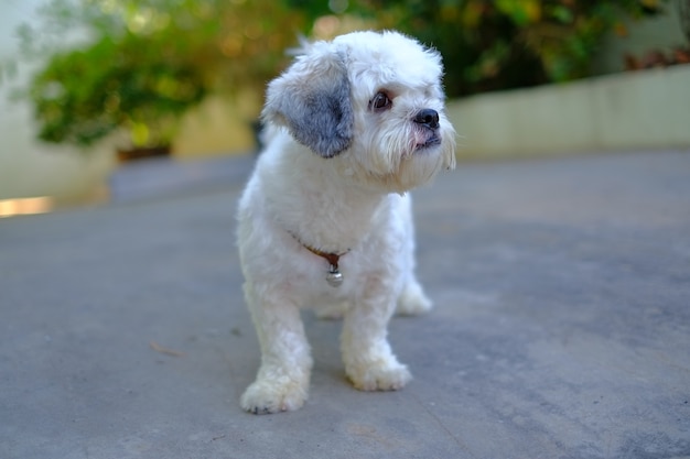 Cutely White Shih Tzu Dog