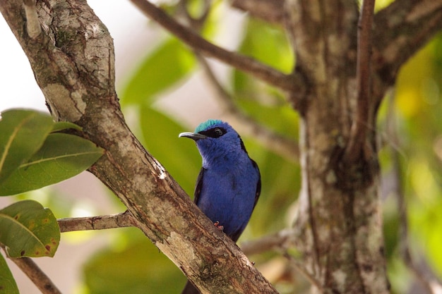 Zdjęcie cyanerpes cyaneus tanager ptak na drzewie