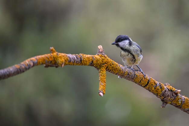 Cyanistes caeruleus Modraszki to gatunek wróblowatych z rodziny Paridae