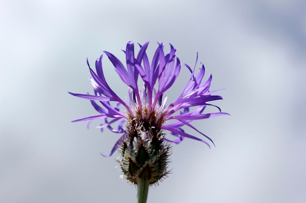 Cyanus segetum Chaber kwiat tło