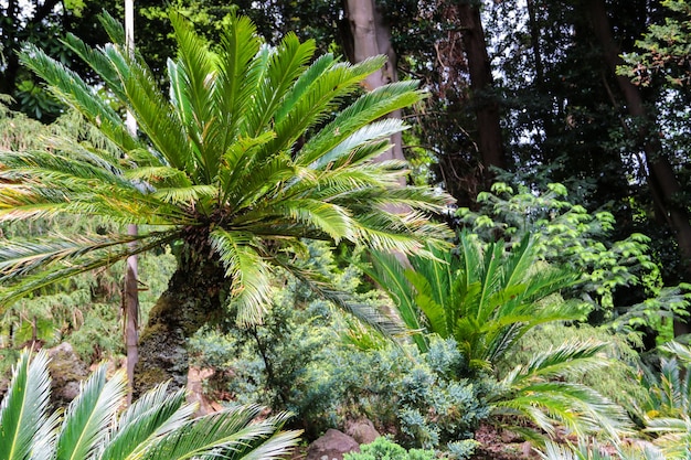 Cycas revoluta (palma sago, sago król, sago sago, japońska palma sago) w ogrodzie botanicznym