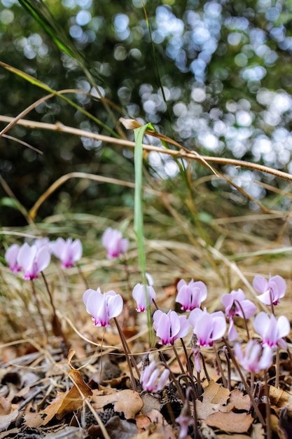 Cyclamen hederifolium cyclamen liściasty cyclamen lub sowbread różowe kwiaty rosnące w lesie idealne do projektowania ogrodu