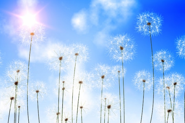 Cyfrowo wytwarzający dandelions przeciw niebieskiemu niebu