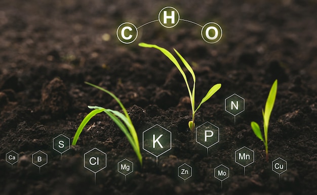 Zdjęcie cyfrowy projekt nawożenia a rola składników pokarmowych na roślinę w glebie