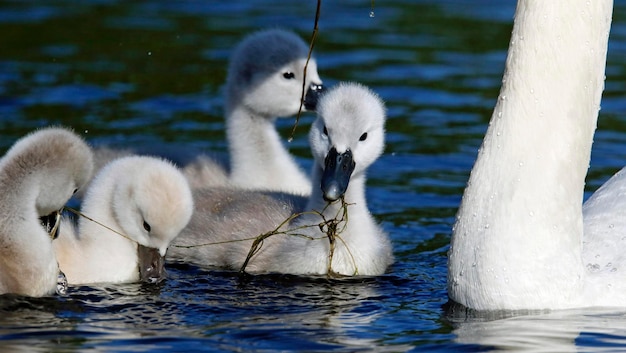 Cygnet łabędzia niemego na jeziorze