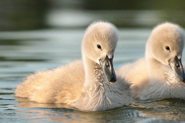 Cygnets na wodzie podczas zachodu słońca