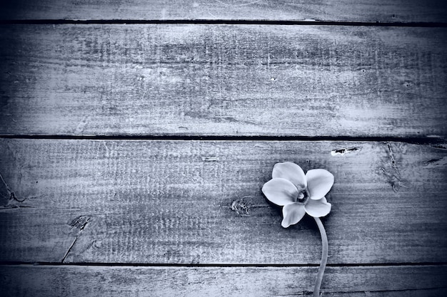 Cyklamen kwiat na czarnym drewnianym tle Jeden kwiat z pięcioma płatkami Skopiuj miejsce Kwiatowa karta z cyklamenami Rustykalny styl duszpasterski Czarno-biały monochromatyczny Z żalem Przepraszamy pocztówka