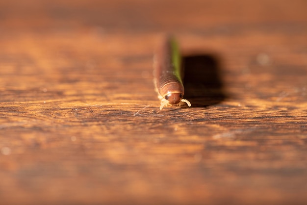 Cylindryczny stonoga piękny okaz brązowego cylindrycznego krocionoga chodzącego po rustykalnym drewnianym stole selektywne skupienie