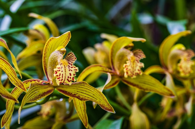 Cymbidium tracyanum, Piękna dzika orchidea w tropikalnym lesie.