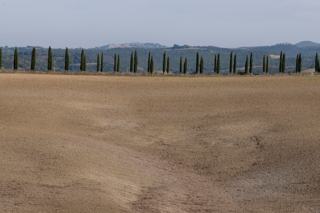 Cypress rzędy drzew i kopia przestrzeń z błękitnym niebem, Toskania, Włochy, Europa.