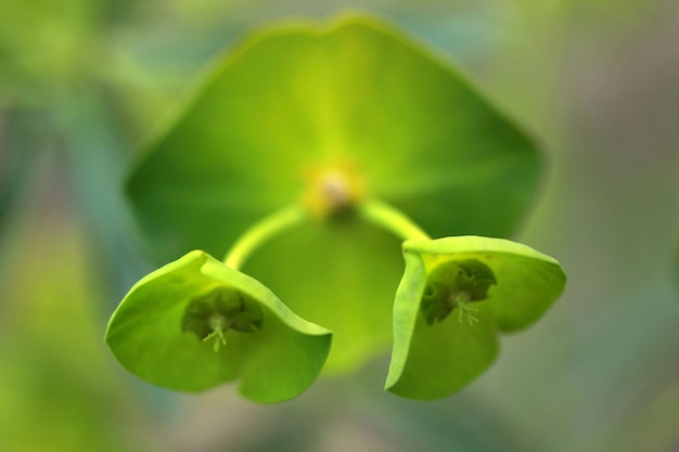 Cypress Spurge Euphorbia cyparissias