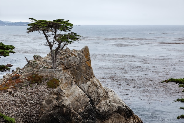 Cyprys Monterey na wybrzeżu Karmelu