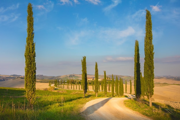 Cyprysy Drzewa i droga gruntowa o poranku prawdziwa natura Toskania krajobraz Włochy Europejska wieś podróż