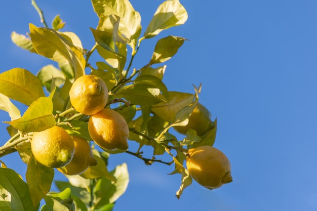 Zdjęcie cytryny wiszące na drzewie
