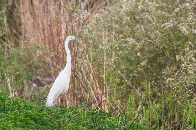 Czapla biała (Ardea alba) Czapla biała, Czapla zwyczajna