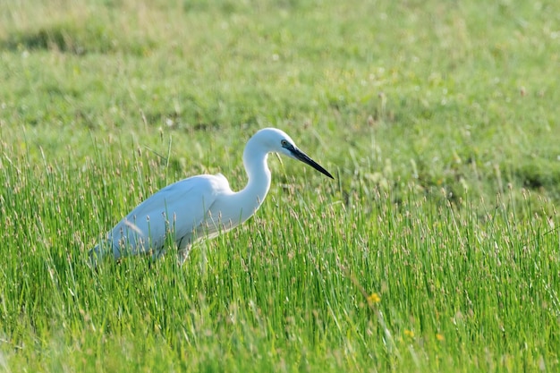 Czapla Biała (ardea Alba) Czapla Biała