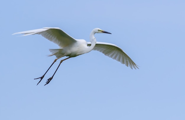 Czapla biała Ardea alba Ptak leci na tle błękitnego nieba