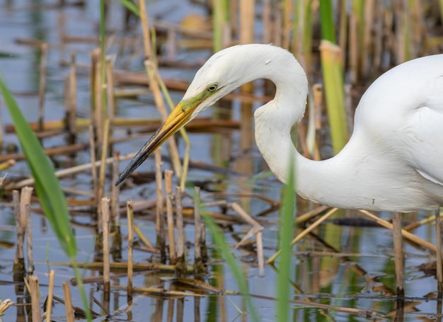 Czapla biała Ardea alba Ptak poluje podczas spaceru brzegiem rzeki